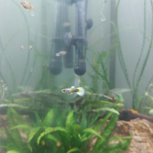 Guppy mâles lemon et lemon/red