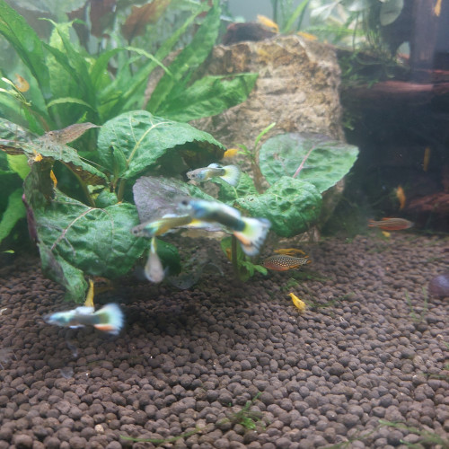 Guppy mâles lemon et lemon/red
