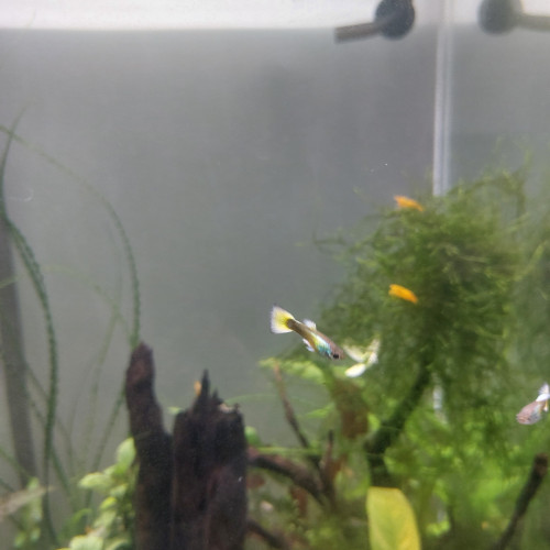Guppy mâles lemon et lemon/red