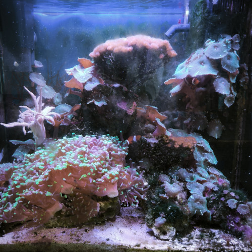 Urgent cause séparation vente aquarium récifal