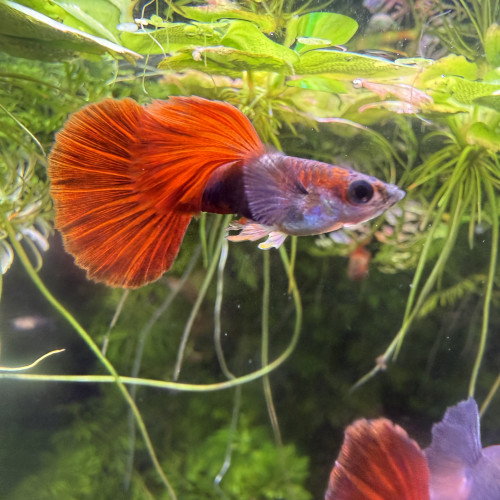 Guppy Sélection couple Red roses