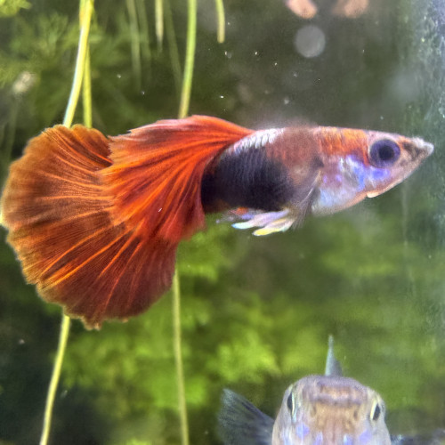 Guppy Sélection couple Red roses