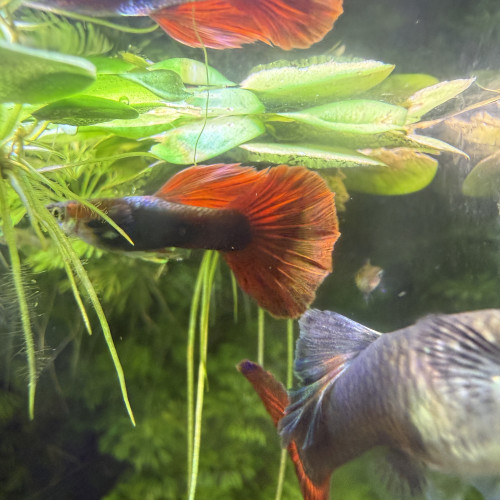 Guppy Sélection couple Red roses