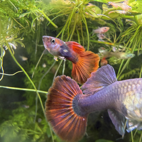 Guppy Sélection couple Red roses