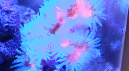 Mes deux anémones crucifer