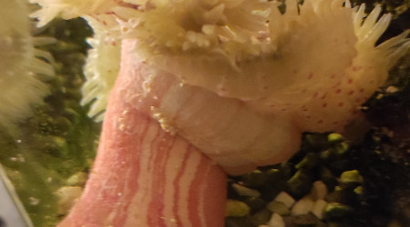 Mes deux anémones crucifer