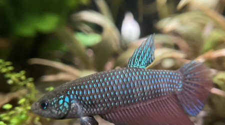 Mâle Betta smaragdina guitar