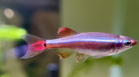 1ère repro des red cherry