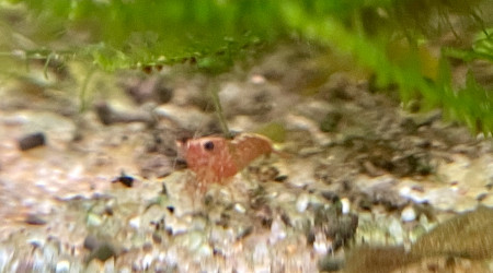 1ère repro des red cherry