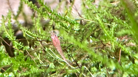 1ère repro des red cherry