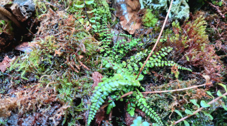 Paludarium carnivore !