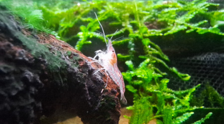 Paludarium carnivore !