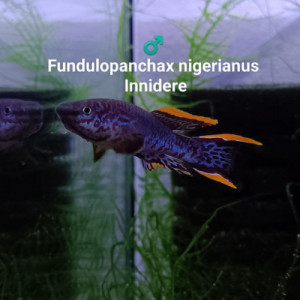 magnifique Mâle (s) ♂️ Fundulopanchax nigerianus innidere