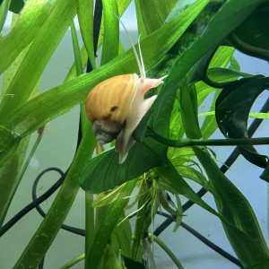 Escargot pomme ampullaire