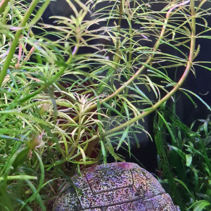 Bébés Poissons platy