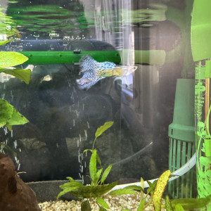 Donne 4 guppys