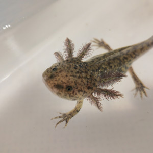 Axolotl
