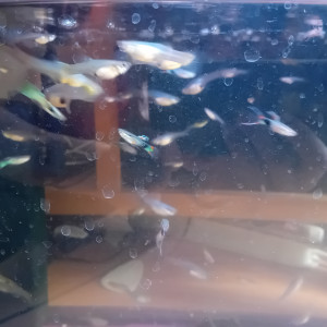 Donne guppys endler
