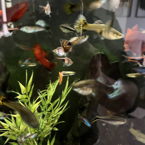Donne poisson