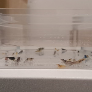Crevette neocaridina déclassé tout venant