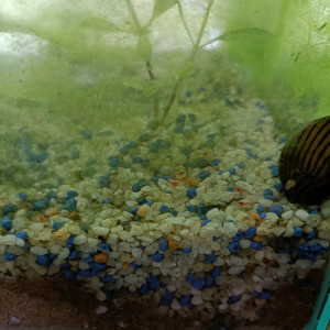 Crevettes Néocaridina
