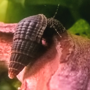 Tylomelania white spot
