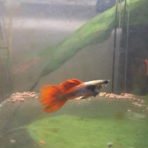 Guppy mâle  et alvins disponibles