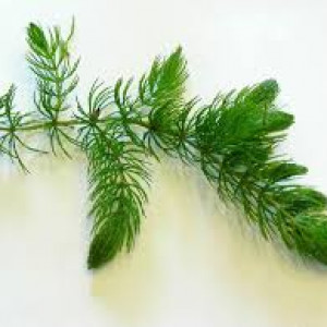 Ceratophyllum Demersum