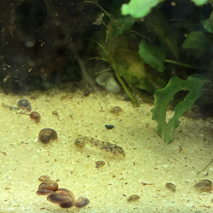 Corydoras habrosus