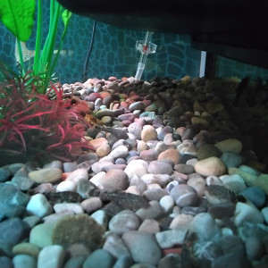 Poisson ancitrus