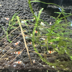Crevettes PRL