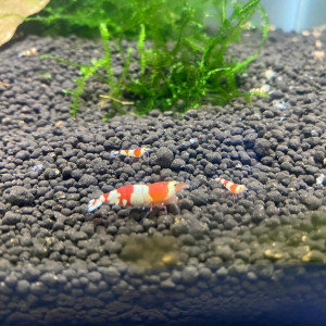 Crevettes Pure Red Line