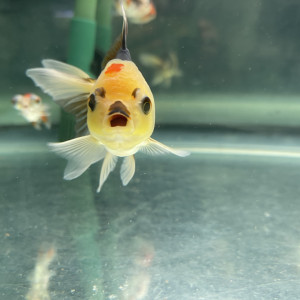 Oranda panda grade AA