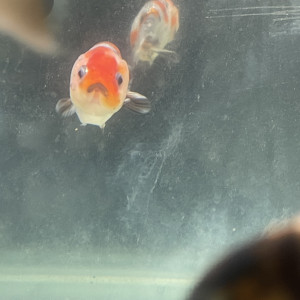 Poisson rouge japonais Ranchu grade A