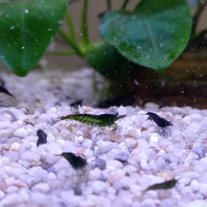 Crevette neocaridina green jade