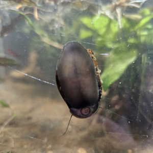 Neritina à donner