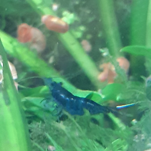 Crevettes Neocaridina Blue Velvet