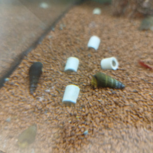 Escargot malais