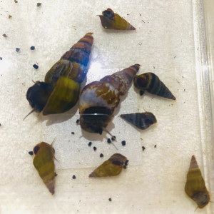 Escargot Brotia Hercules