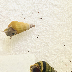 Escargot Brotia Hercules
