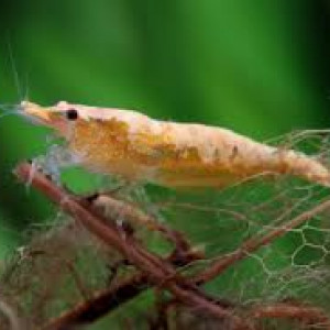 Crevettes Koi Sumburt