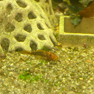 Ancistrus orange et noir