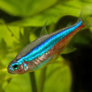 aquarium 60 L + 2 poissons