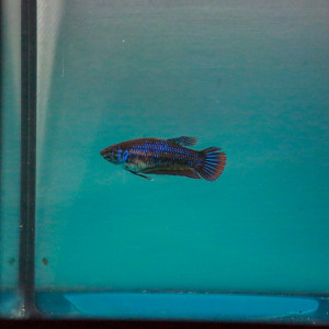 Femelle Betta