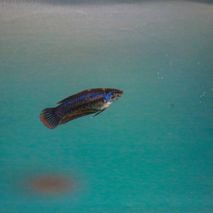 Femelle Betta