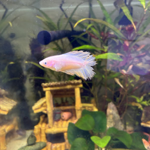 Betta femelle