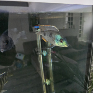 cichlides