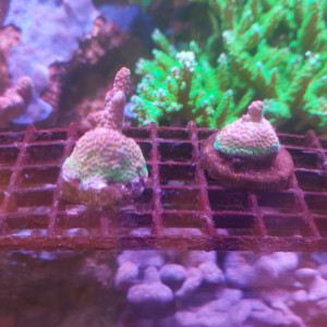 hyacintus Red Planet