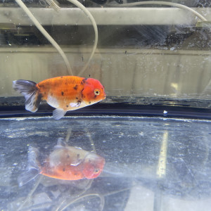 Ranchu