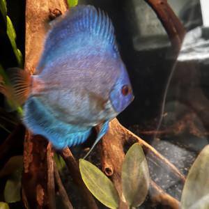 Vend 4 discus